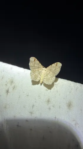 Red-headed Inchworm Moth (Macaria bisignata)