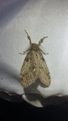 White-marked Tussock Moth (Orgyia leucostigma)