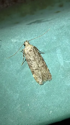 Chionodes thoraceochrella