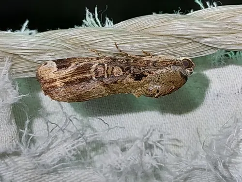 Variable Narrow-wing (Magusa divaricata)
