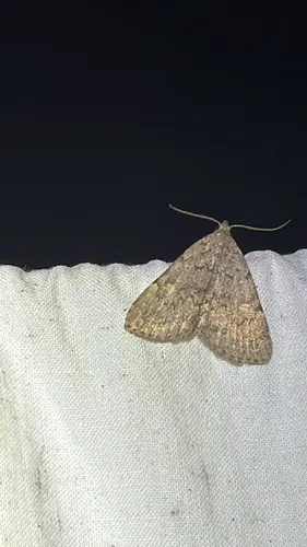 Common Idia Moth (Idia aemula)