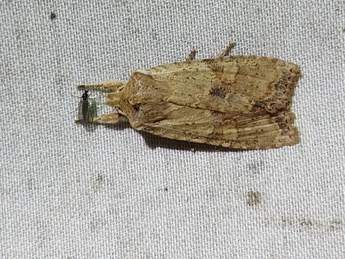 Nameless Pinion (Lithophane innominata)