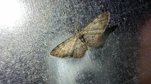 Texas Gray (Glenoides texanaria)