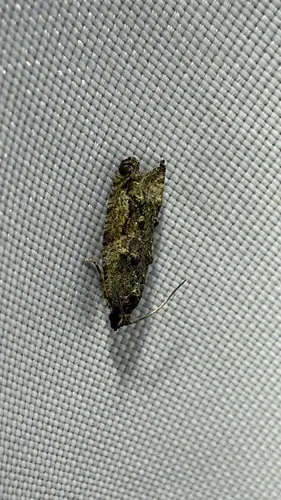 Maple Twig Borer Moth (Proteoteras aesculana)